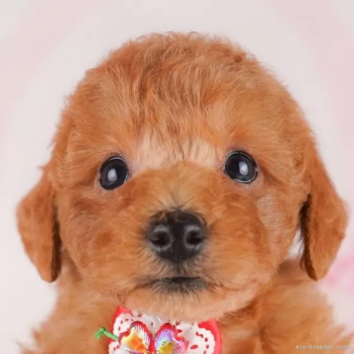 ID:2506-07017の子犬
