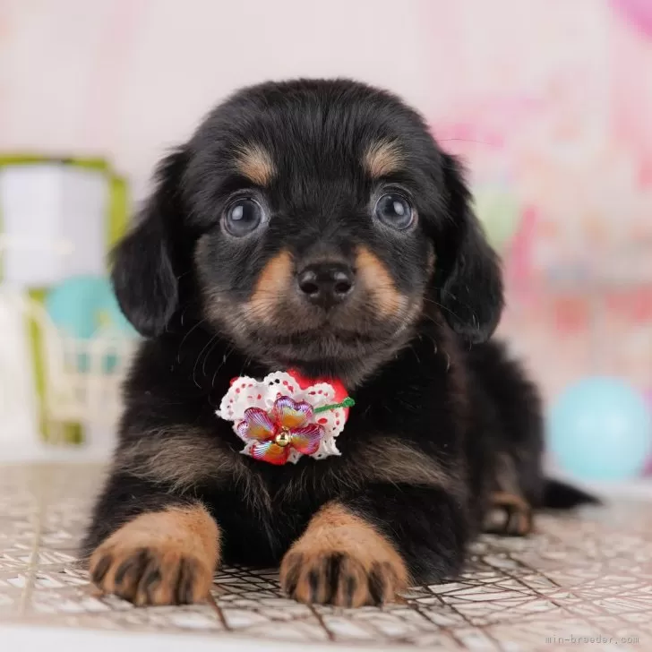 ID：2506-05011の子犬