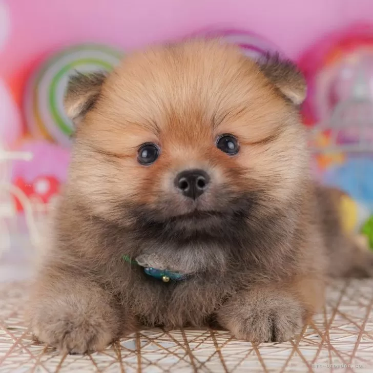 ID：2509-02929の子犬
