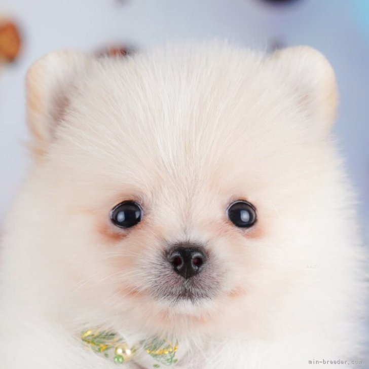 ブリーダー画像