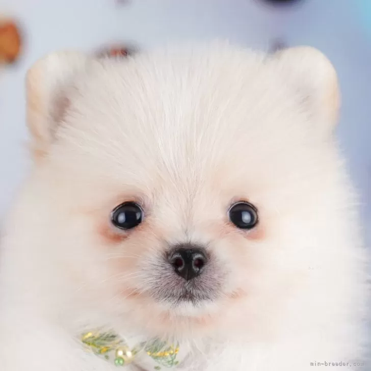 ポメラニアン【千葉県・男の子・2025年8月25日・クリーム】の写真1「当日での見学お申込みも承っております🐶✨気になったらその日に見学可能です！」