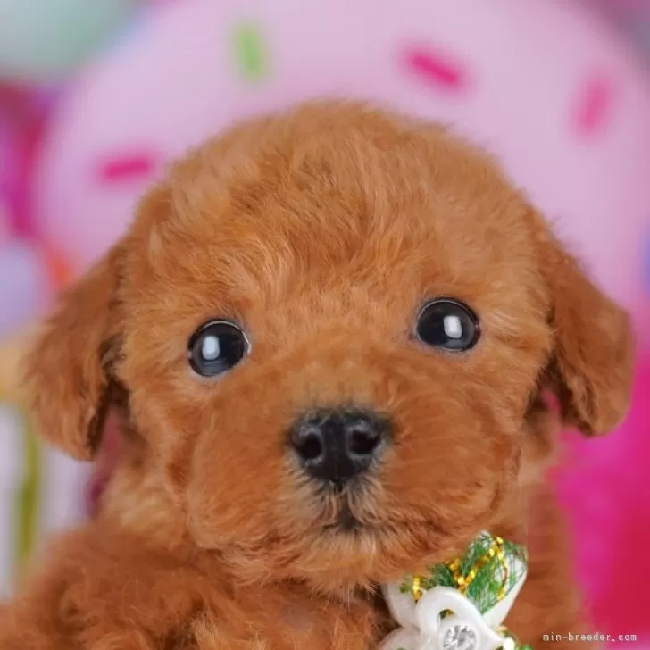 トイプードル(トイ)【千葉県・女の子・2025年9月2日・レッド】の写真1「当日での見学お申込みも承っております🐶✨気になったらその日に見学可能です！」