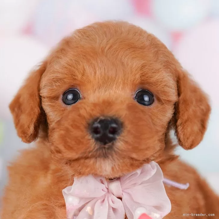 ロン 様のお迎えした子犬