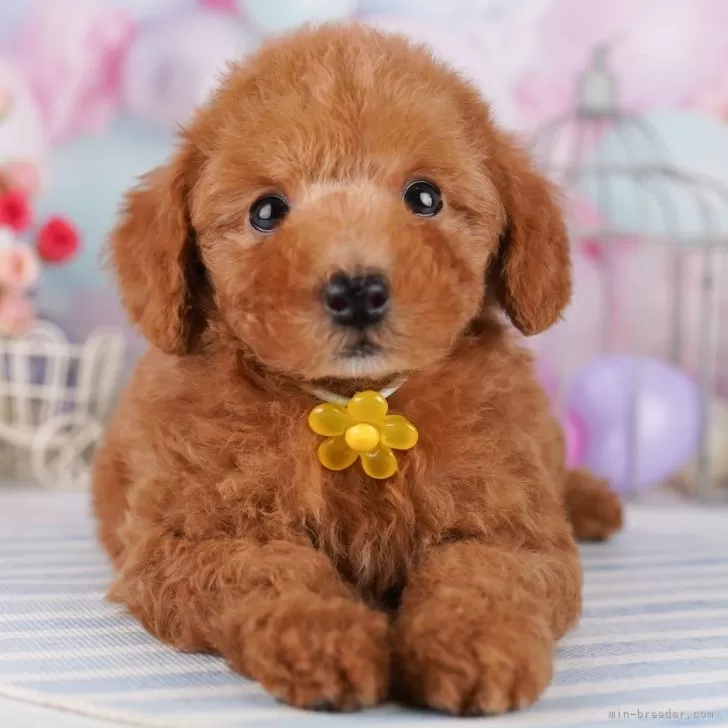 ID:2411-07049の子犬