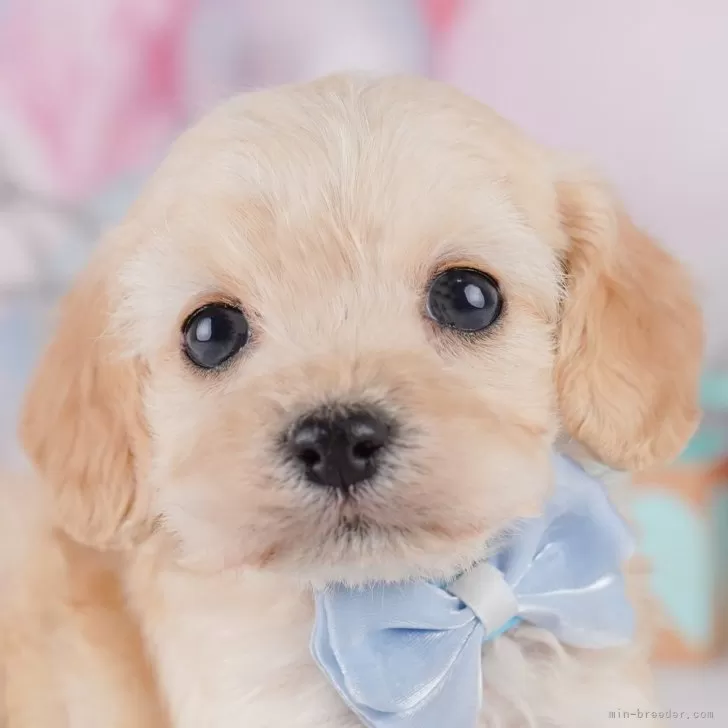 ID：2501-07782の子犬