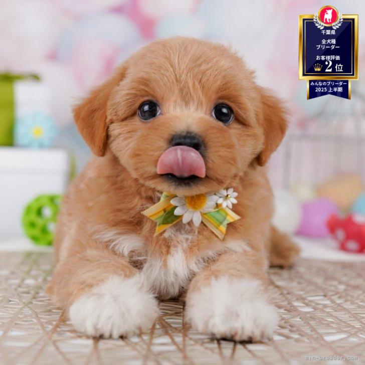 ＊kina＊様❤️オーダーページ　トイプードル　マルチーズ オーダーページ トイプードル＆マルチーズ（犬オーダー作品例