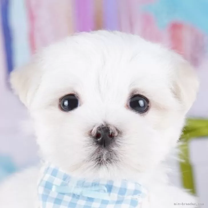 マルチーズ【千葉県・女の子・2025年9月9日・ホワイト】の写真1「当日での見学お申込みも承っております🐶✨気になったらその日に見学可能です！」