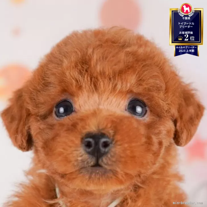 ID：2506-07016の子犬