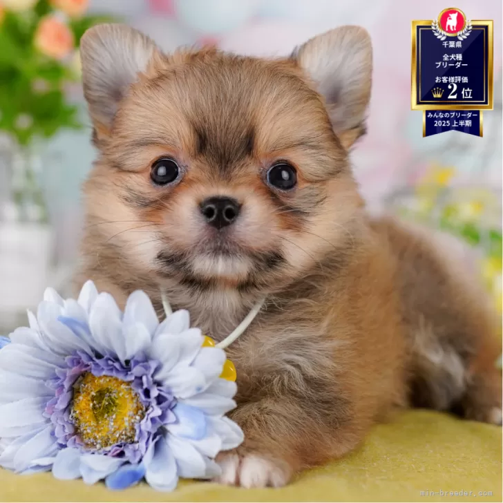 ID：2507-08972の子犬