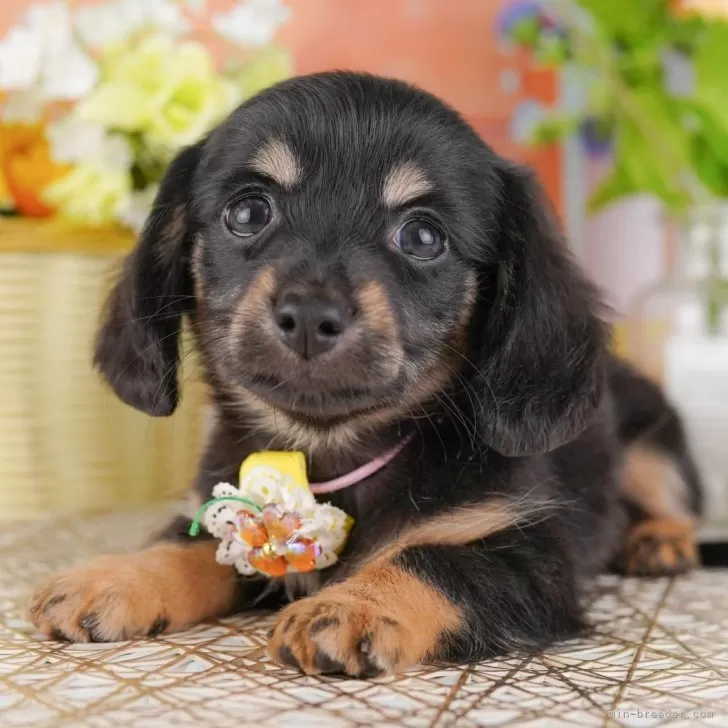 K.H 様のお迎えした子犬