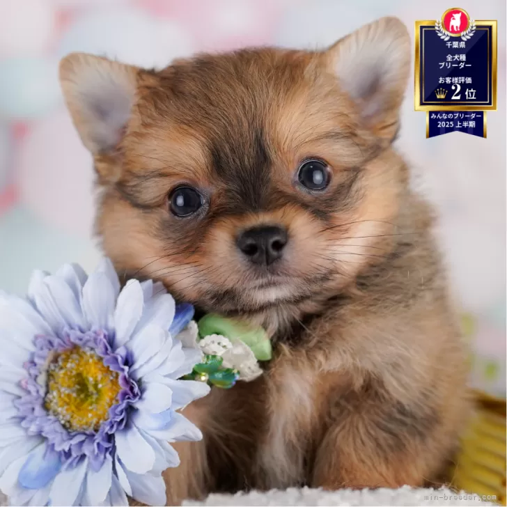 ID:2507-08969の子犬