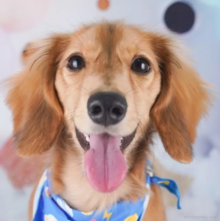 Y.K 様のお迎えした子犬