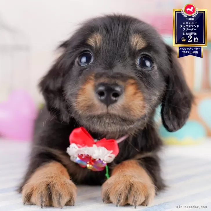 ID:2507-00708の子犬