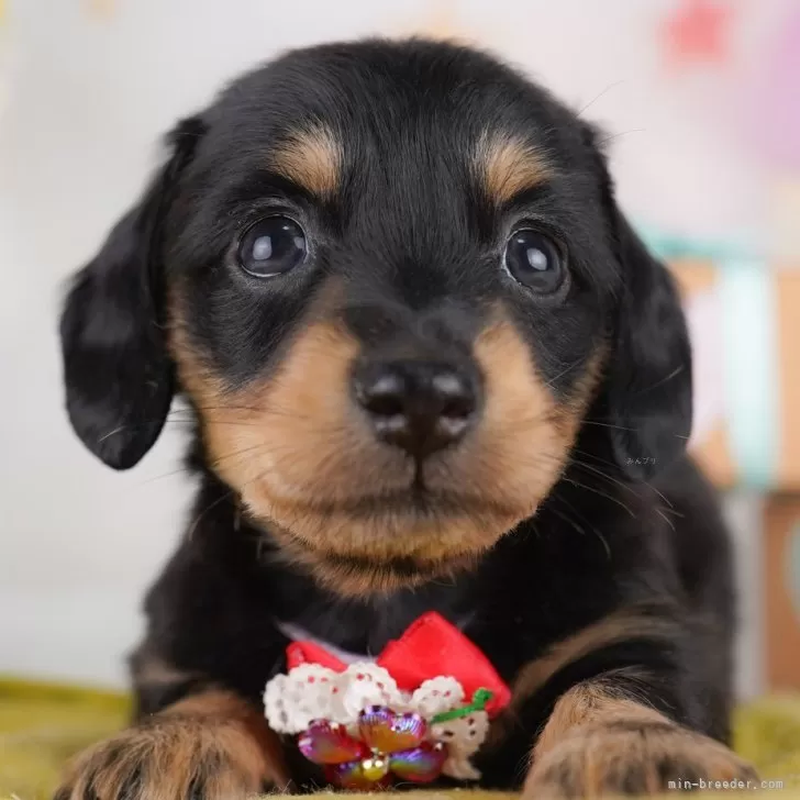 ID：2508-01645の子犬