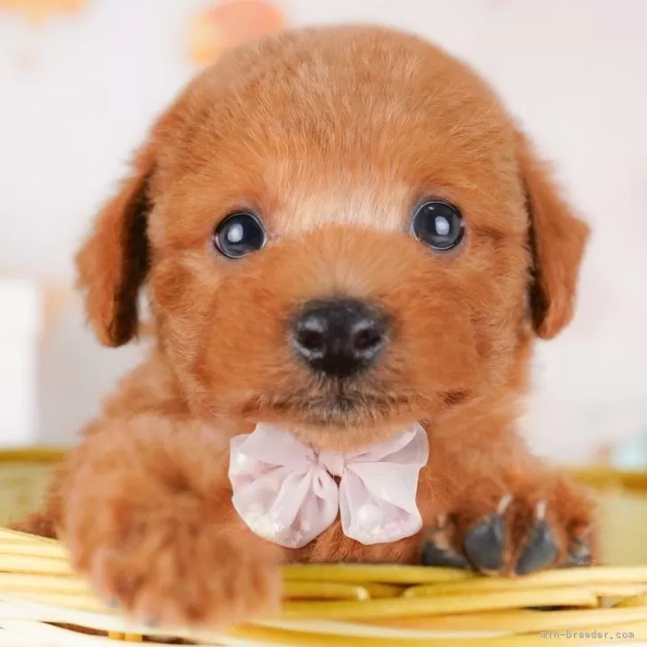 ID：2503-06998の子犬