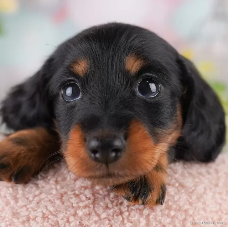 ID：2507-09041の子犬