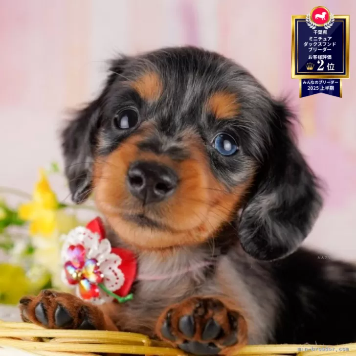 ID：2506-07007の子犬