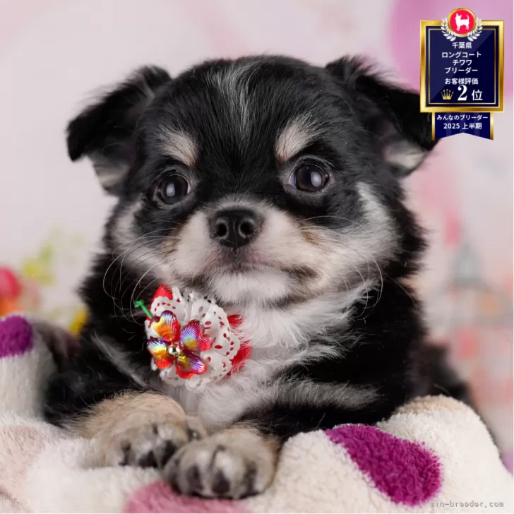 hisae 様のお迎えした子犬