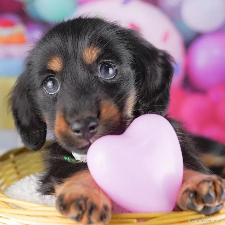 ミニチュアダックスフンド(ロング)【千葉県・男の子・2025年7月14日・ブラック&amp;タン】の写真1「当日での見学お申込みも承っております🐶✨気になったらその日に見学可能です！」