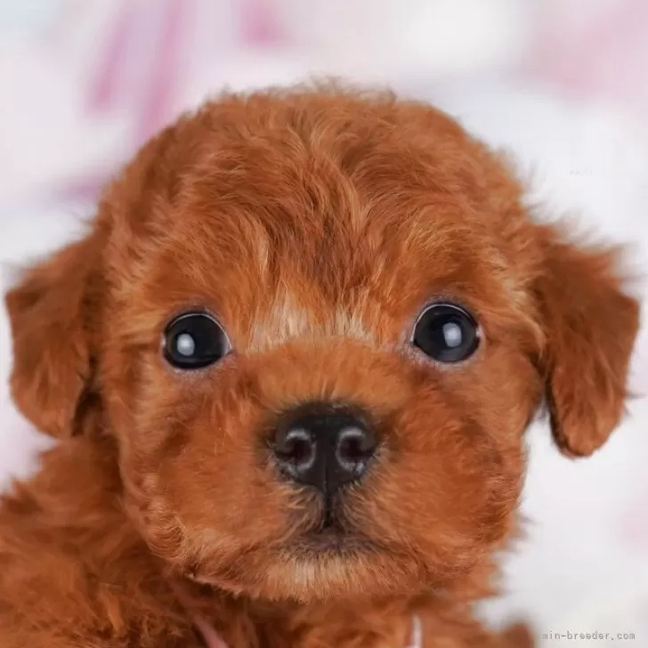 M.T 様のお迎えした子犬