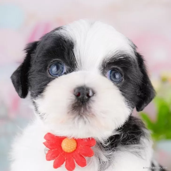 ID：2505-01908の子犬