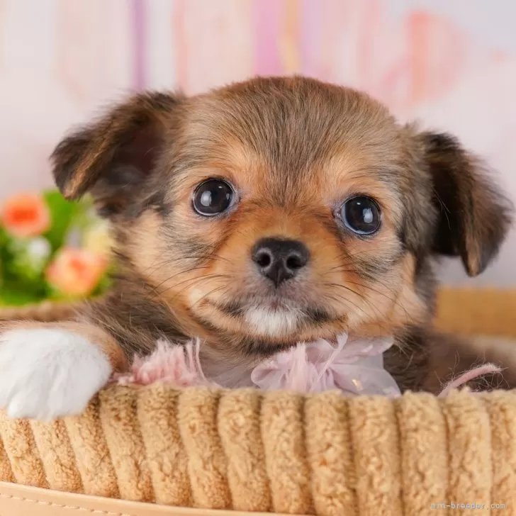 Y.S 様のお迎えした子犬