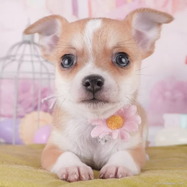 ID:2502-04757の子犬