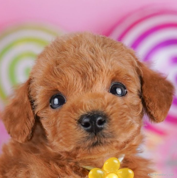 E.S 様のお迎えした子犬