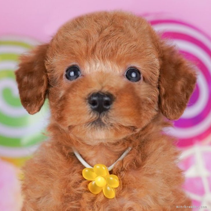 Lycee/リセ/SSP/ふわふわで優しいトイプードル 御園 苺華 lyceeきゃべつそふと 1.0 SP ふわふわで優しいトイプードル 御園