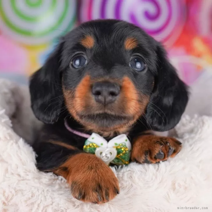 カニンヘンダックスフンド(ロング)【千葉県・男の子・2025年8月20日・ブラック&amp;タン】の写真1「当日での見学お申込みも承っております🐶✨気になったらその日に見学可能です！」