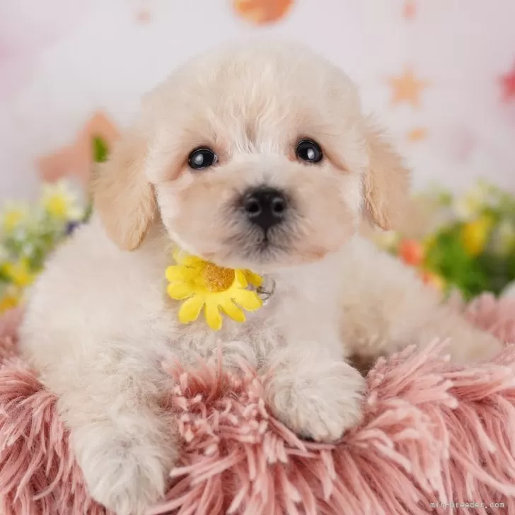 ID：2412-06562の子犬