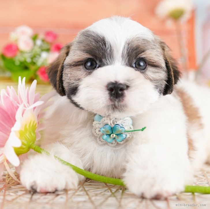 カレーライス大好きポメラニアン、チワワ、柴犬、マルチーズ、シーズ、トイプードル カレーライス大好きポメラニアン、チワワ、柴犬、マルチーズ