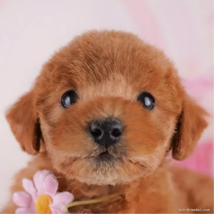もか 様のお迎えした子犬