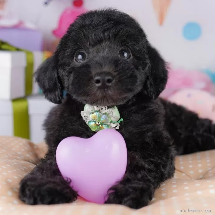 M.Y 様のお迎えした子犬