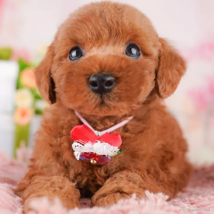 ID：2508-01954の子犬