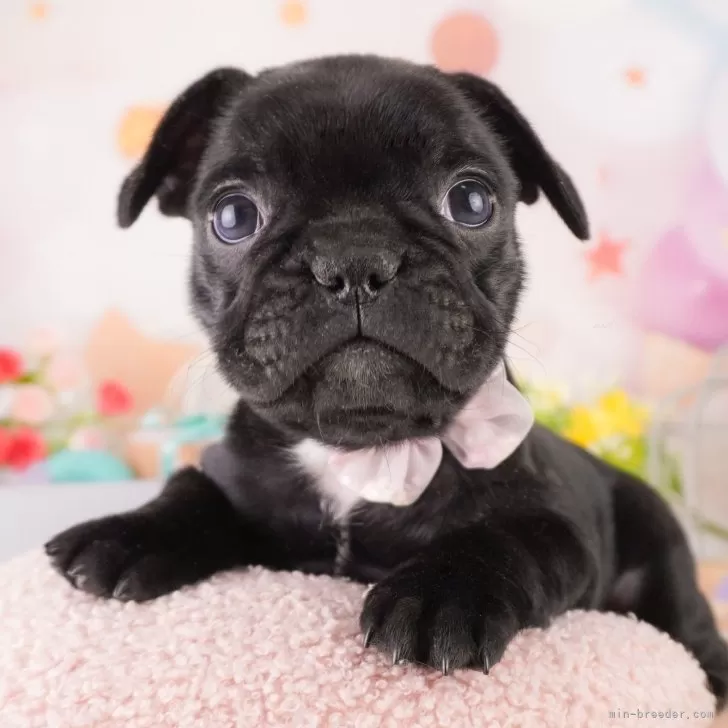 ID：2502-02870の子犬