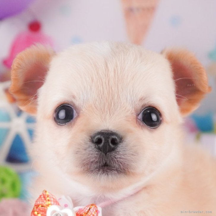 ブリーダー画像