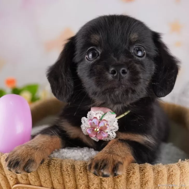ID:2508-05681の子犬