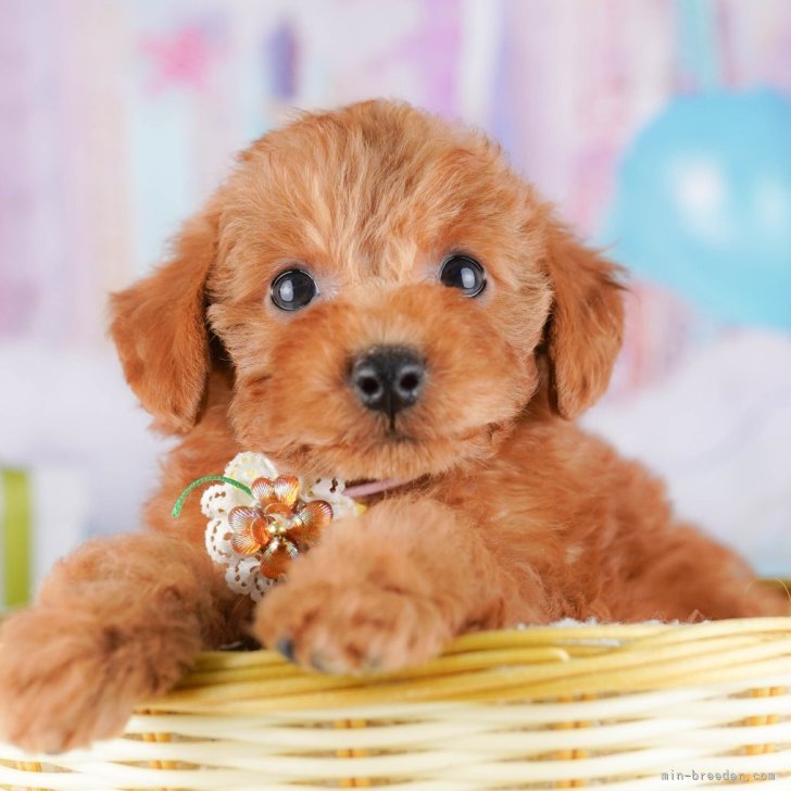 M.T 様のお迎えした子犬