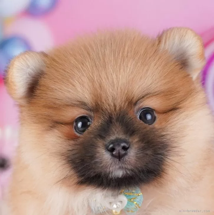 ポメラニアン【千葉県・男の子・2025年9月12日・オレンジ】の写真1「当日での見学お申込みも承っております🐶✨気になったらその日に見学可能です！」