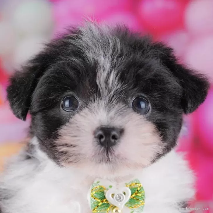 ポメマル(マルチーズ×ポメラニアン)【千葉県・男の子・2025年10月5日・ブラックホワイト】の写真1「当日での見学お申込みも承っております🐶✨気になったらその日に見学可能です！」