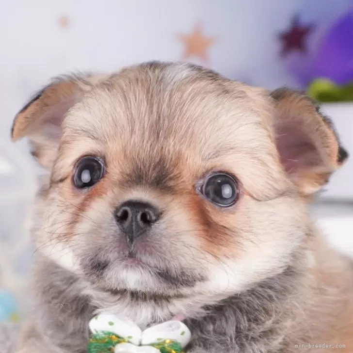 ヒナタマルコ 様のお迎えした子犬