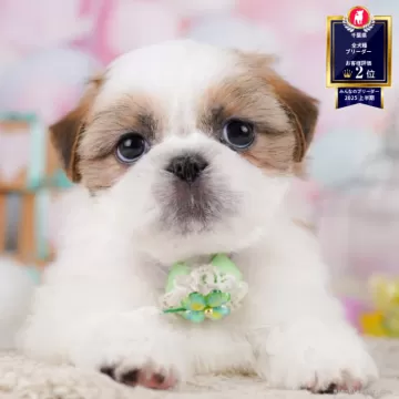 青い犬ページ GFbXqN4XgAASIM9.jpg