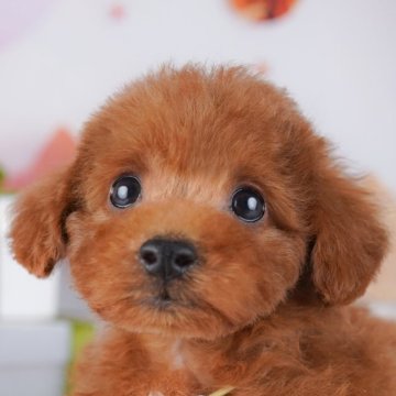 トイプードル(トイ)【千葉県・男の子・2025年9月25日・レッド】の写真「全頭健康診断チェック済み！安心してお迎えできます✨」