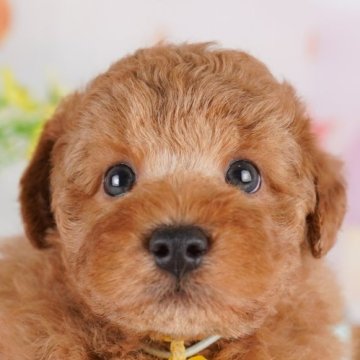 トイプードル(トイ)【千葉県・男の子・2025年6月27日・レッド】の写真「🎐8/10限定🐶お世話体験会開催🍉」