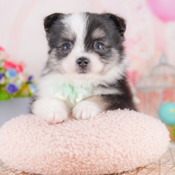 ポメチワ(ポメラニアン×チワワ)の子犬を探す|ブリーダー直販の ポメチワ(ポメラニアン×チワワ)の子犬を探す|ブリーダー直販の