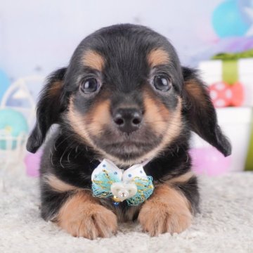 チワックス(チワワ×ダックスフンド)【千葉県・男の子・2025年8月11日・ブラック&タン】の写真「🐶6組様限定！10/11子犬のお世話体験会開催✨」