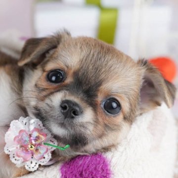 チワワ(ロング)【千葉県・女の子・2025年10月27日・フォーンホワイト】の写真「全頭健康診断チェック済み！安心してお迎えできます✨」