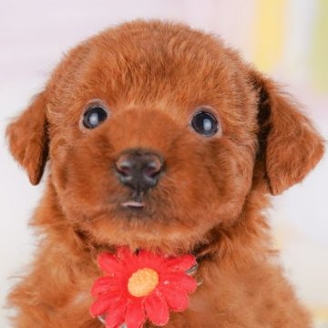 トイプードル(トイ)【千葉県・女の子・2025年3月6日・レッド】の写真「当日見学申し込みOK🐶🌈」