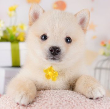 ポメ柴(ポメラニアン×柴犬)【千葉県・男の子・2025年3月2日・クリーム】の写真「柴犬より小さい🐶💕GWも毎日営業🐶🌸」